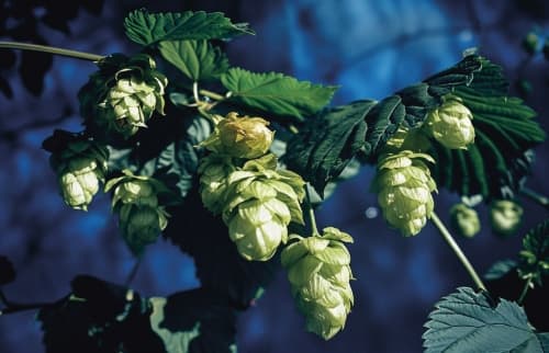 WEST COAST IPA – BRAVO / SATUS / CENTENNIAL