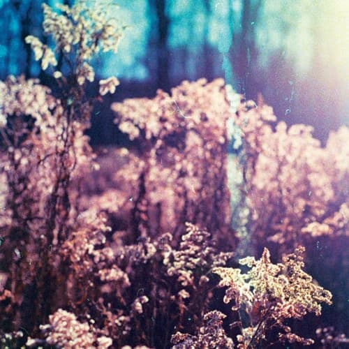 Florallusion