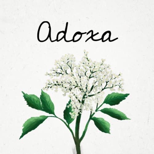Adoxa