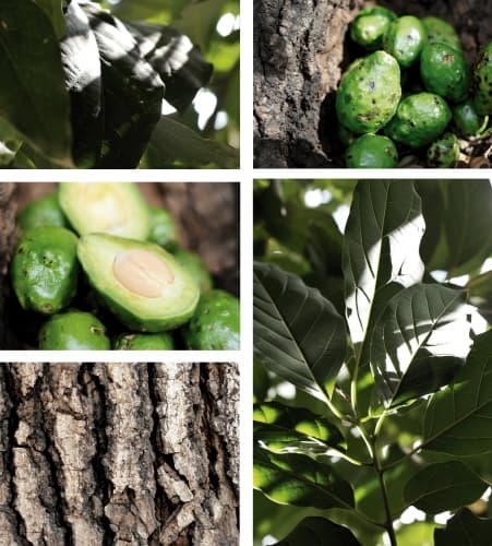 Persea Americana