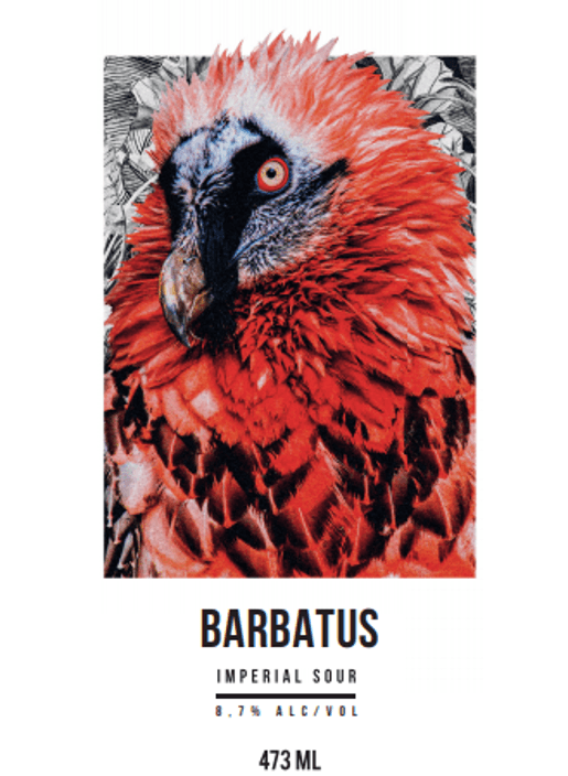 Barbatus