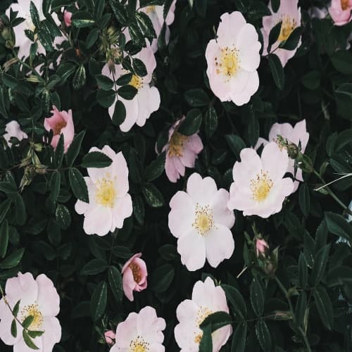 Saison