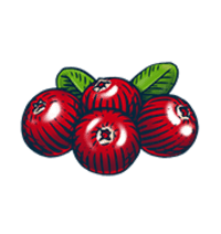 BON V!V Cranberry