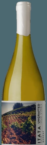 Ungrafted Old Vines Muscat