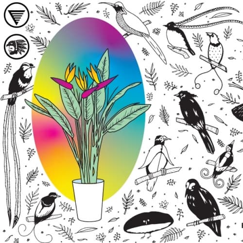 BIRDS OF PARADISE