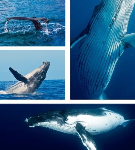 Megaptera Novaengliae