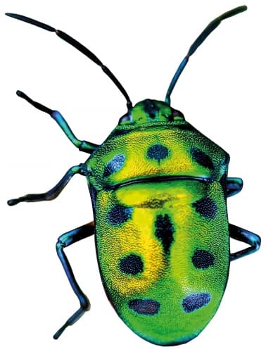 BUGS: Bourbon Marmalade Wheat Sour (2020 vintage)