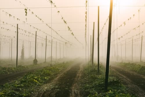 NEIPA DDH - CRYO HOPS® : Ahtanum® / Palisade® & T-90 : Simcoe®/ Warrior®