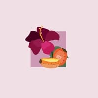 Nopal