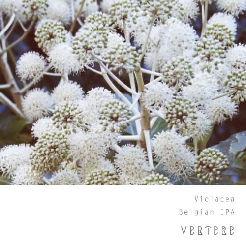Violacea