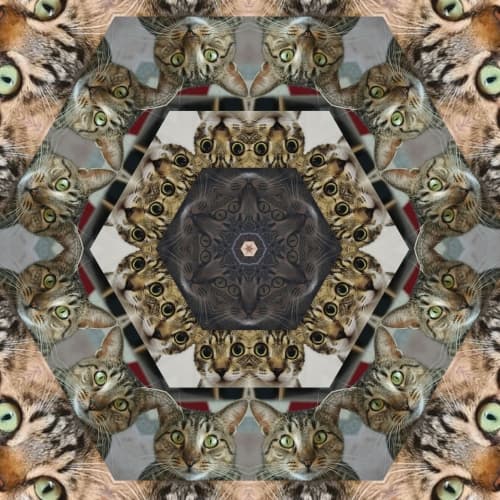 Catleidoscope 3