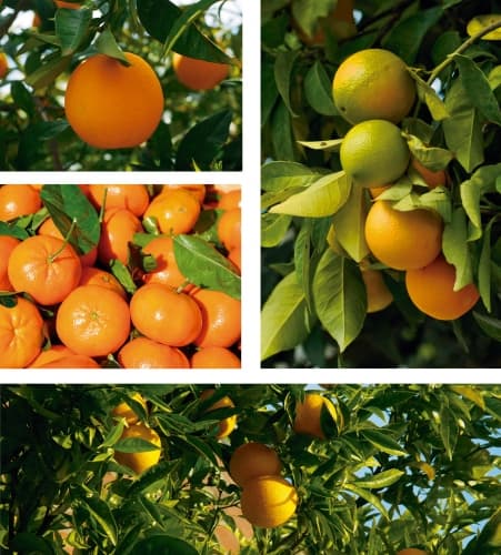 Citrus Sinensis