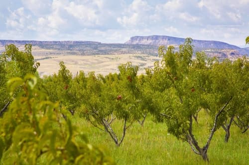 Landscapes (Orchard Blend)