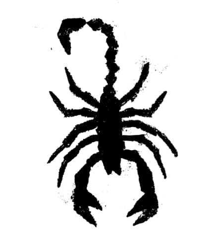 Rough Scorp.