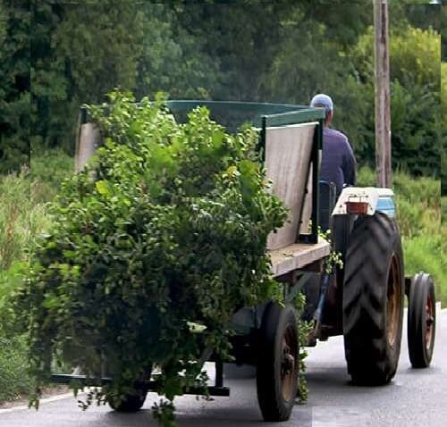 Fresh Hop Saison 2023