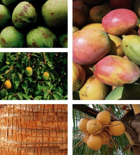 Coco & Mangifera
