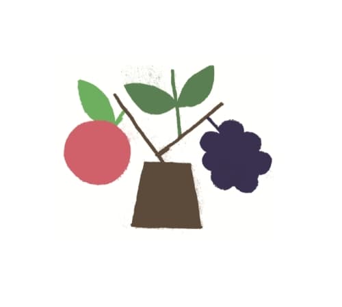 Cidre Aux Mûres