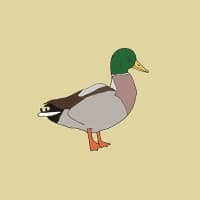Colvert