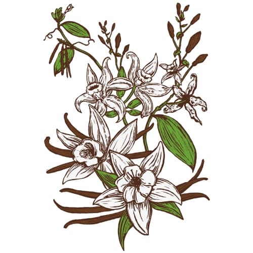 Vanilla Bean Stout