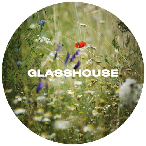 Wildflower
