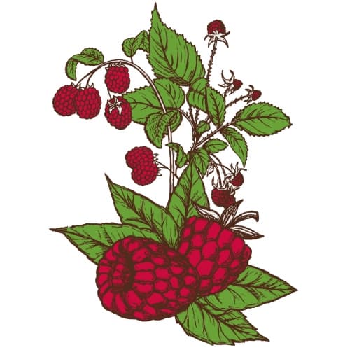 Raspberry Sour