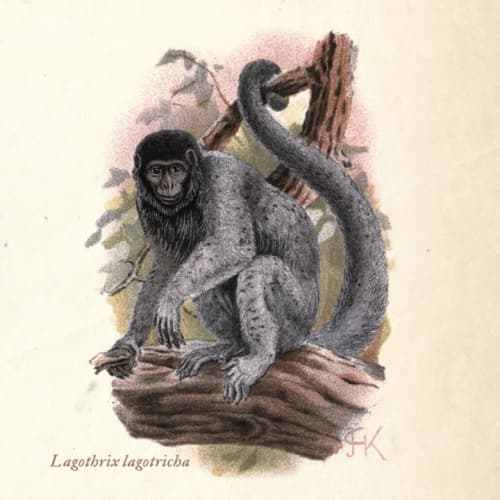 Lagothrix