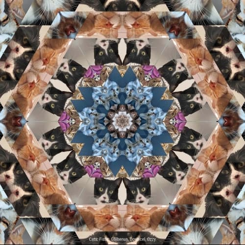 Catleidoscope 5