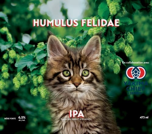 Humulus Felidae