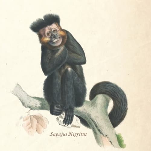 Sapajus