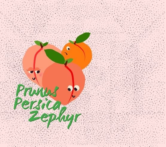 Prunus Persica Zephyr