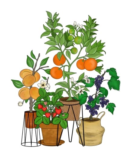 DREAM GARDEN
