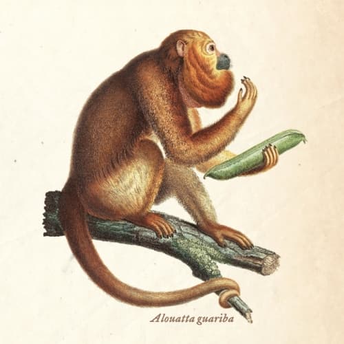 Guariba
