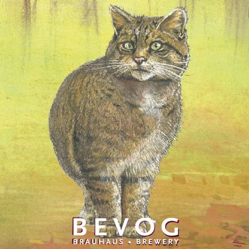 Extinction Is Forever!: Scottish Wildcat