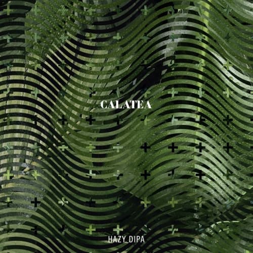 Calatea
