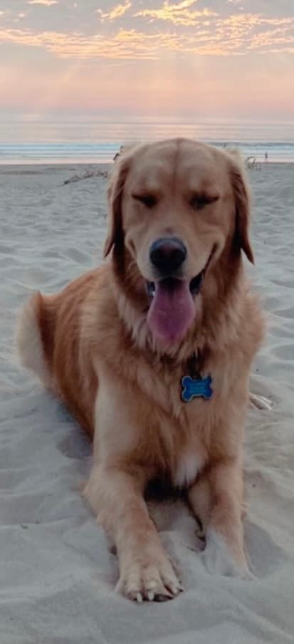 Golden Wheatriever