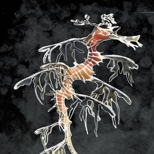 Hippocampus