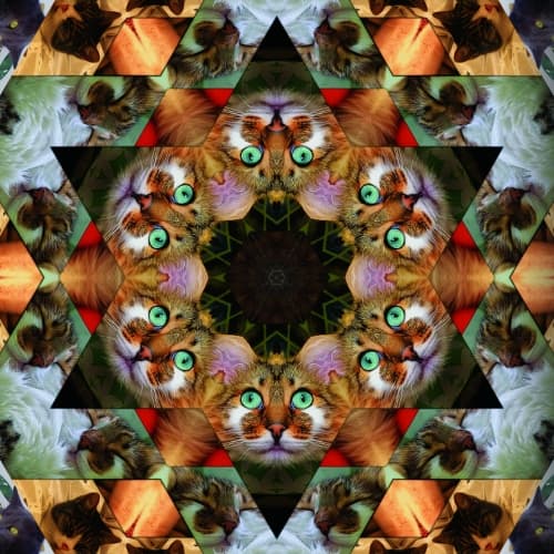 Catleidoscope 1