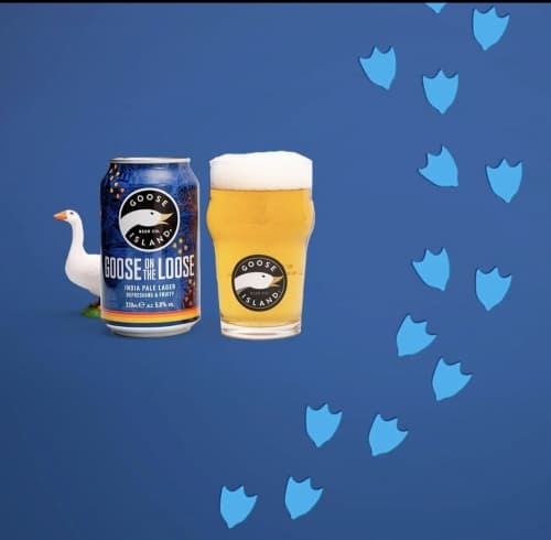 Goose On the Loose