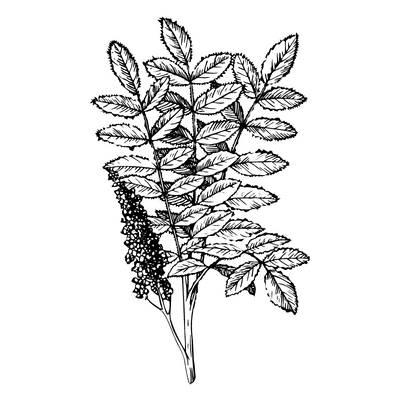 Owoc Sumaka