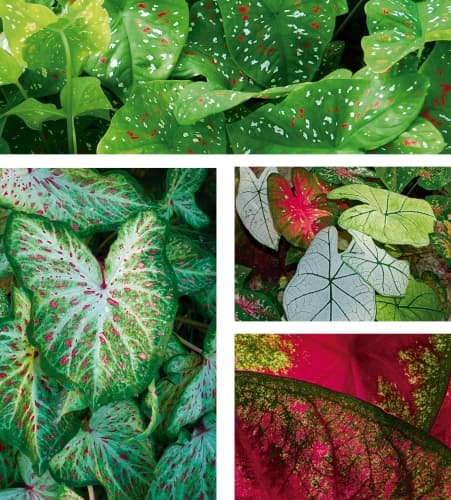 Caladium Bicolor