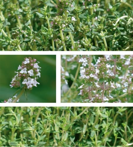 Thymus Vulgaris